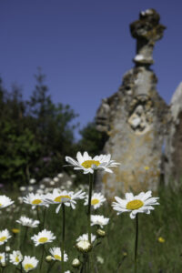 Close up of oxe-eye daisies in churchyard