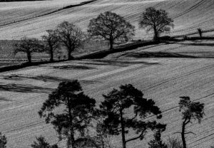 Striking black and white image showing winter trees casting shadows across wheat field