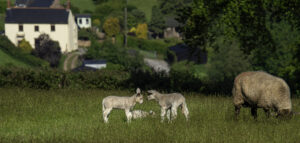 Lambs and sheep in field, with village in background