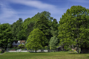 Tall, mature trees next to the tennis courts in the Wiveliscombe War Memorial Recreation Ground.